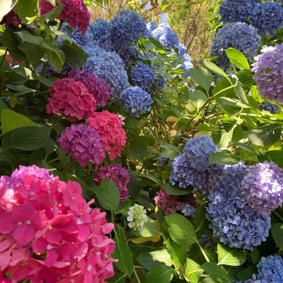 Meet your Posher, Chelsy - Picture 1 of 1